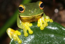 baland poshnali yalangoch mushuk