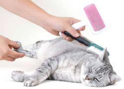 Yalangoch Betti Verges yunon anjir daraxti