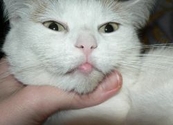 Yangi rus porno videolar Milena Velba porno video