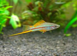 Kichik akvarium baliqlari Kichik akvarium baliqlari