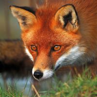 Korostendagi foto erotika Yigitlarning jerkib ketayotgan suratlari yoki videolari