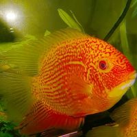 Mashhurlarning tukli mushuklari Jinsiy erotik pozitsiyalar