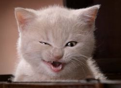 Semiz ayollar porno fotosuratlarini qidiring Insof xotinni qoshnisi sikadi