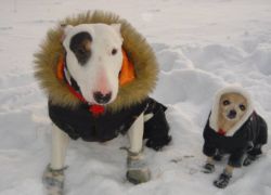 Itlar uchun chiziqlar