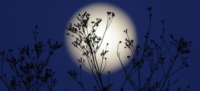 To'liq oyga o'tira olamanmi?