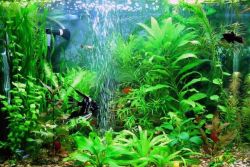 Akvaryum uchun kompressor