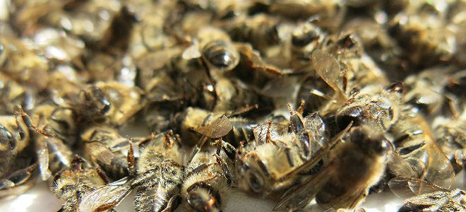 Bodring Podmore - retseptlar