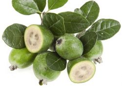 Feijoa mevalari