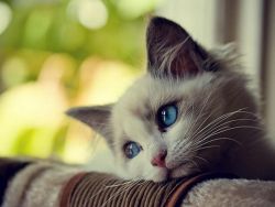 Mushuklar uchun amoksitsillin