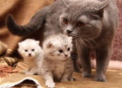 19-asrning pornografik rasmlari