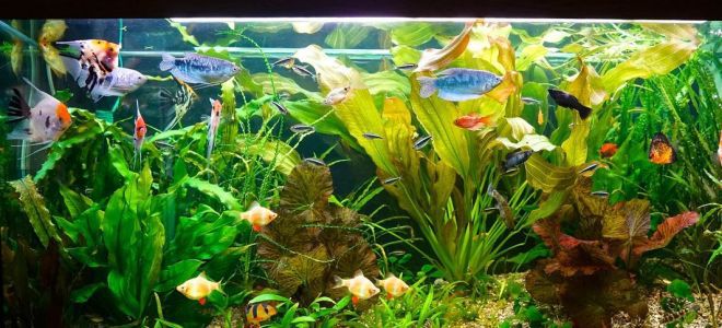 Akvariumni qanday bezash kerak?