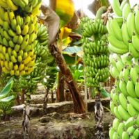 Onlayn pornografiya meni hayajonga sola olmadi.