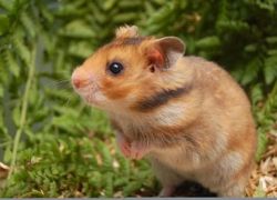 Suriyalik hamsterlar - parvarish va parvarish