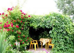 Gazebo uchun ko'p yillik toqqa chiqadigan o'simliklar
