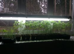 Derazalardagi ko'chatlarni yoritish uchun lampalar