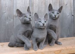 Qozoq ayollari jinsiy aloqani qayerda korish mumkin