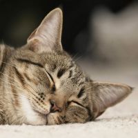 Semiz tukli eshaklar