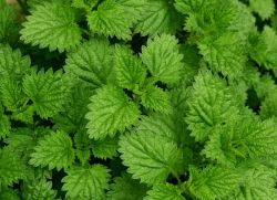 Garmo kuyishi - nima qilish kerak?