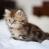 Porno bekasi Suchekage Yalangoch soxta Kovalchuk