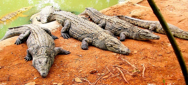 Timsox fermasi (Madagaskar)