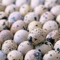 Bo'shel tuxumlari - kaloriya tarkibi