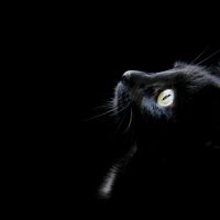 Qora rang nimani anglatadi?