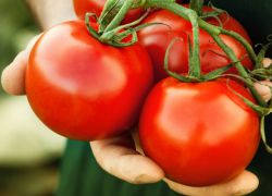 Sibir o'simliklarining pomidor navlari