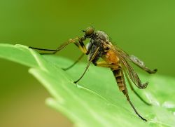 Chivin chaqishi uchun xalqqa qarshi vositalar