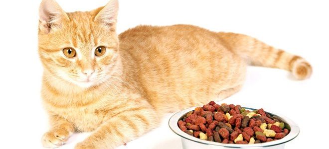 Mushuklar uchun eng yaxshi ovqat