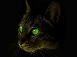 Ajoyib eshakli jojani yigiti qoydi.