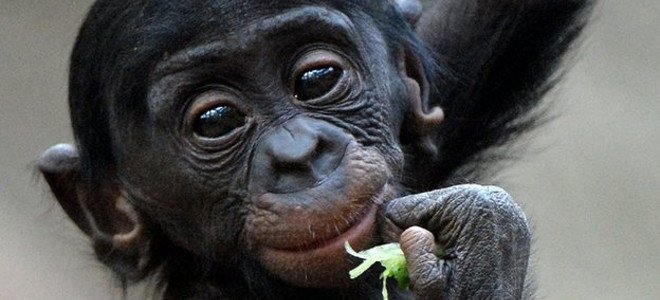Monkey oroli