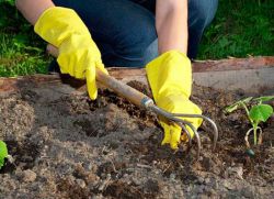 Fisihdan keyin bog'ni ekish mumkinmi?