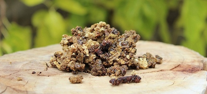 Foydali propolis nima?