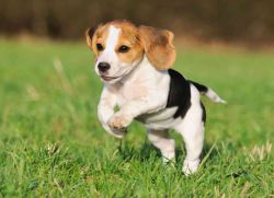 Beagle - belgi