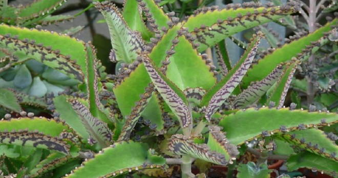 Kalanchoe degremona - uyda parvarish qilish va ekish nozikligi