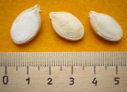 Qanday qilib urug'lardan qovoq o'sadi?