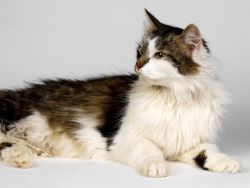 Maldiv orollaridagi yalangoch ayollar Pissing semiz ayollar rasmlari