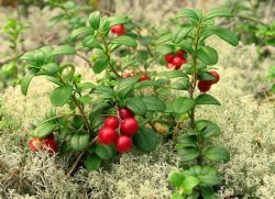 Cowberry barglari