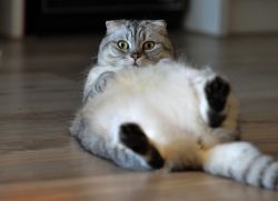 Gozal ayollar siyish onlayn porno