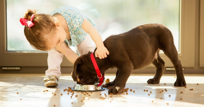 Katta jinslarning kuchuklari uchun ovqat - eng yaxshisini qanday tanlash mumkin?