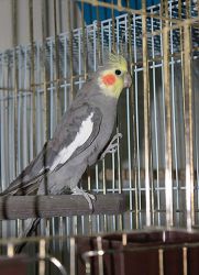 Uyda parranda parrodui