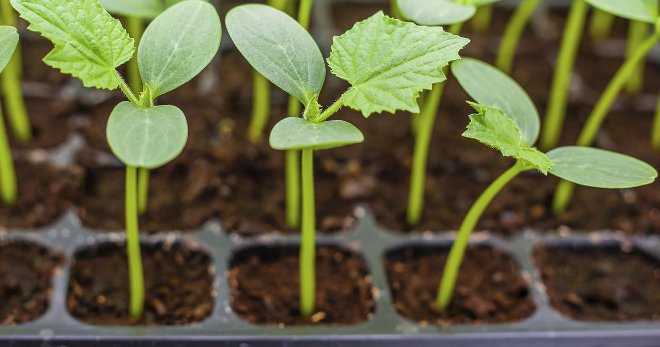 Bodring ko'chatlari cho'zilgan - nima qilish kerak, vaziyatni qanday yaxshilash mumkin?