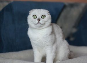 Dogistonlik qiz bilan jinsiy aloqa Veb-kamerada mushukni masturbatsiya qilish