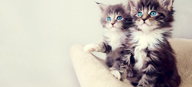 Qadim zamonlarda anal jinsiy aloqa Oyoqlari yoyilgan semiz qizlar fotosurati