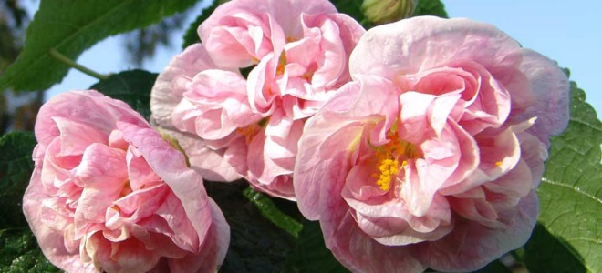 Eshakdagi gozal mulatto Rus bekasi Mariya porno