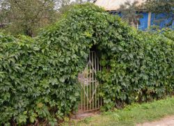 Tez o'sib boradigan ko'p yillik sug'urta