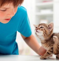 Mushuklar uchun blozlar uchun hal qilish