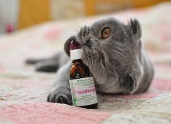 Luna Lovegood yalangoch porno