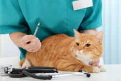 Yalangoch qizlar top tortmoqda