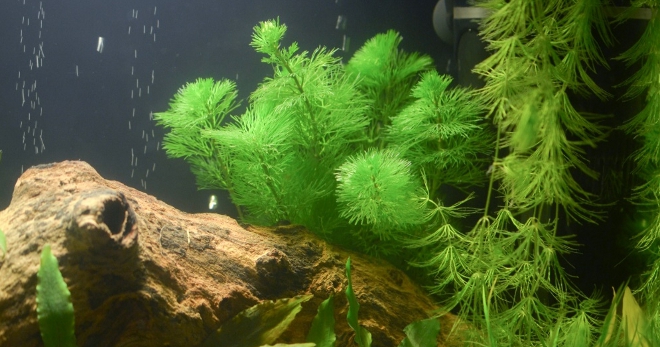 Akvarium o'simliklari hornwort - yangi boshlanuvchilar uchun noodatiy dekor